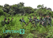 Jalan Kaki 6 Jam, Danrem 023/KS Pimpin Prajurit Musnahkan 3 Ha Ladang Ganja di Bukit Tor Sihite