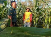 Panen Jagung, Petani Ngobrol dengan Babinsa Berharap Harga Tidak Anjlok