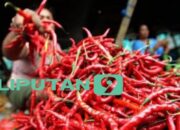 Masyarakat Menyerbu Pasar murah! Pemprov Sulteng Menyediakan Cabai 60 Kilogram Abis Terjual