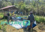 Wujudkan Ketahanan Pangan, Babinsa dan Petani Memanen Padi Bersama