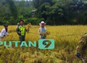 Sukseskan Program Ketahanan Pangan Nasional, Babinsa Dampingi Warga Panen Padi