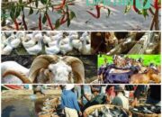 KUR Sediakan Triliunan untuk Tiga Sektor Unggulan, Untuk Sulsel pada Tahun 2024