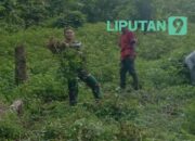 Satgas Pamtas RI-Malaysia Yonarmed 16/TK, Laksanakan Kegiatan Panen Kacang Tanah Bersama Masyarakat Perbatasan