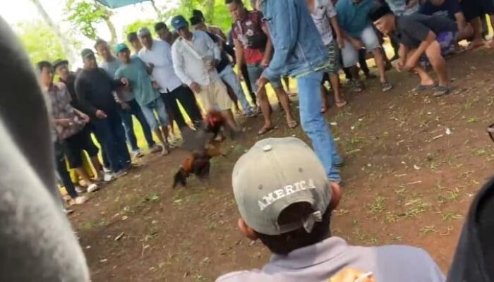 Oknum Polisi Diduga Jadi Backup Sabung Ayam di Sokobanah Sampang