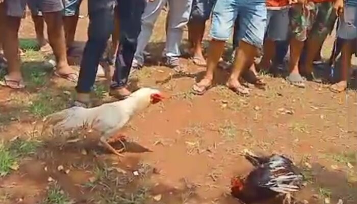 Praktik Sabung Ayam di Sokobanah Sampang Terus Beroperasi, Warga Pertanyakan Kinerja Polisi