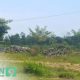 Proyek Taman Masaran Sampang Diduga Mangkrak, Pj Kades Bungkam Saat Dikonfirmasi