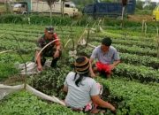 Babinsa dan Petani Satu Langkah untuk Ketahanan Pangan,Komsos Hangat di Nagori Urung Purba