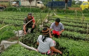Babinsa dan Petani Satu Langkah untuk Ketahanan Pangan,Komsos Hangat di Nagori Urung Purba