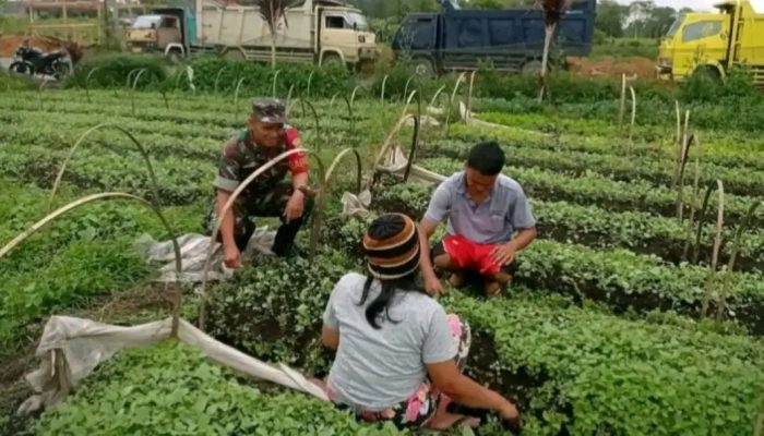 Babinsa dan Petani Satu Langkah untuk Ketahanan Pangan,Komsos Hangat di Nagori Urung Purba