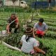 Babinsa dan Petani Satu Langkah untuk Ketahanan Pangan,Komsos Hangat di Nagori Urung Purba