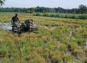 Tak Sekedar Komunikasi Sosial, Babinsa Ikut Turun Membajak Sawah Dukung Ketahanan Pangan Simalungun