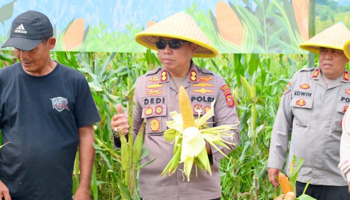Wakapolrestabes Bandung Pimpin Panen Raya Jagung, Wujud Dukungan Polri Terhadap Ketahanan Pangan