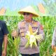 Wakapolrestabes Bandung Pimpin Panen Raya Jagung, Wujud Dukungan Polri Terhadap Ketahanan Pangan