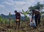 Dukung Ketahanan Pangan, Satlantas Polres Kuningan Dampingi Petani Desa Cibulan Rawat Tanaman Jagung