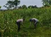 Satlantas Polres Kuningan Bersama Pertanian Kecamatan Cidahu Rawat Tanaman Jagung untuk Dukung Ketahhan Pangan Nasional