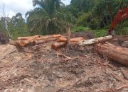 Perambahan Hutan Alam di Parsiikkaman Diduga Ilegal