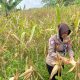 Satlantas Polres Kuningan Cek Kesiapan Pamen Jagung di Desa Cibulan