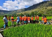 Gerak Cepat Lindungi Tanaman Padi Warga : Pemkab Taput Gelar Pengendalian Hama di Desa Simatupang