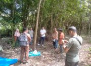 Penakaran Bibit Kelapa Lokal Kabupaten Nias Barat
