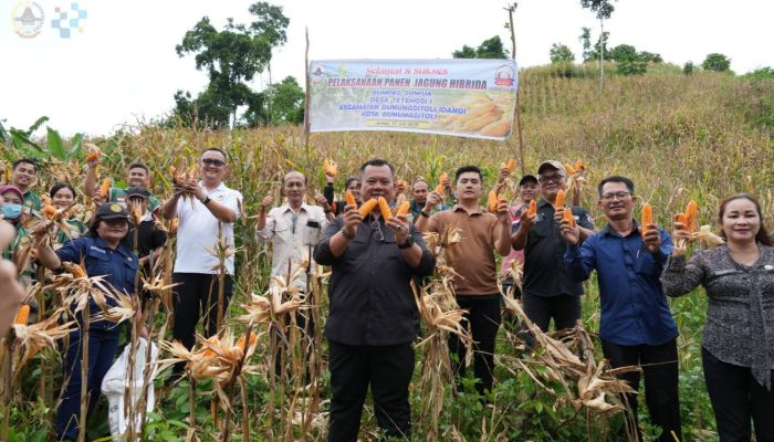 Walikota Gunungsitoli Hadiri Kegiatan Panen Jagung Hibrida BUMDes Sowua
