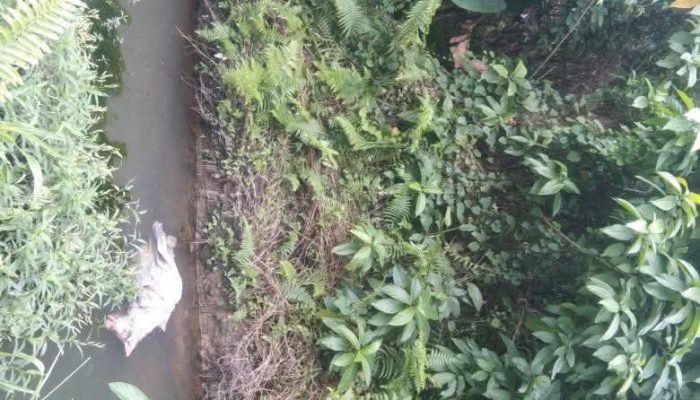 Salah Seorang Pemuda Ononamolo lll Febry Gulo Keluhkan kepada Pemerintah Desa Pembuangan Bangkai Babi ke Sungai
