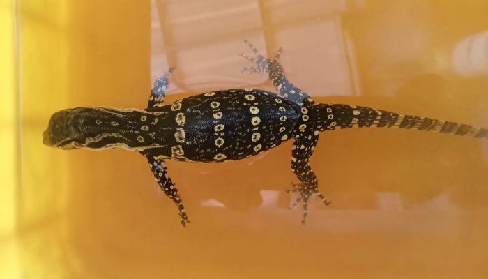 Jangan Buru Biawak mereka Pengendali Tikus Alami, Jika Hilang Petani Akan Rugi