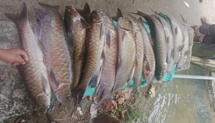 Tambang Emas Ilegal Dilarang Diaek Tambangan, Puluhan Ikan Mera Mati Dilubuk Larangan Tambangan Jae
