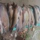 Tambang Emas Ilegal Dilarang Diaek Tambangan, Puluhan Ikan Mera Mati Dilubuk Larangan Tambangan Jae
