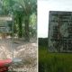 Dikonfirmasi Terkait Dugaan Tak Kantongi Izin dan Terobos Tapal Batas KPH, Pihak PTPN lV Kebun Timur Batahan Bungkam