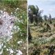 Perkara Sengketa Lahan Sawit Masih Banding,Patok Batas Desa Diduga Dirusak dan Tanaman Sawit Dirusak