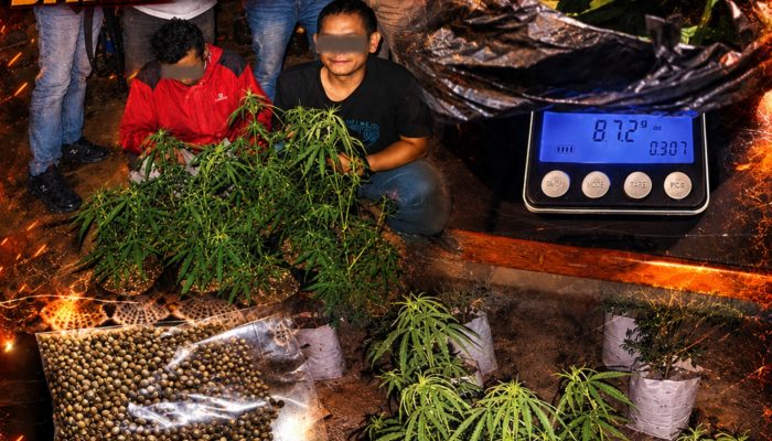 SATRESNARKOBA POLRES TASIKMALAYA KOTA UNGKAP KASUS PENANAMAN 7 POT GANJA, AMANKAN 2 PELAKU DI RAJAPOLAH